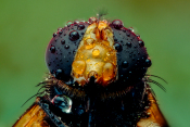 Gemeine Waldschwebfliege