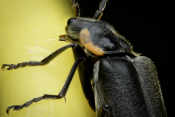 cantharis